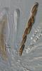 Jahnula apiospora - additional image