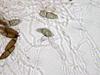 Jahnula apiospora - additional image