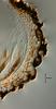 Jahnula apiospora - additional image