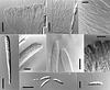 Hymenoscyphus scutulus - additional image