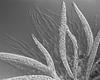 Ophioceras arcuatisporum - additional image