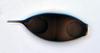 Cuspidatispora xiphiago - additional image