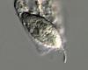 Cuspidatispora xiphiago - additional image