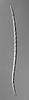Ophioceras arcuatisporum - additional image