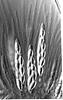 Cuspidatispora xiphiago - additional image