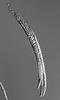 Ophioceras commune - additional image