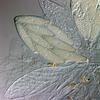Echria gigantospora - additional image