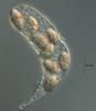 Lepidopterella tangerina - additional image
