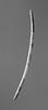 Ophioceras commune - additional image