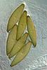 Echria gigantospora - additional image