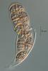 Lepidopterella tangerina - additional image