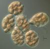 Lepidopterella tangerina - additional image