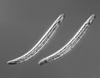 Ophioceras commune - additional image