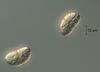Lepidopterella tangerina - additional image