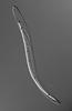 Ophioceras commune - additional image