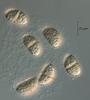 Lepidopterella tangerina - additional image
