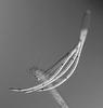 Ophioceras commune - additional image