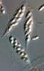 Aniptodera megaloascocarpa - additional image