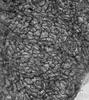 Ophioceras arcuatisporum - additional image