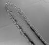 Ophioceras commune - Beak