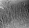 Ophioceras commune - Hamathecium