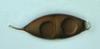 Cuspidatispora xiphiago - additional image