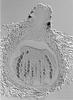 Pseudoproboscispora caudae-suis - Ascomata