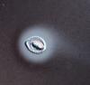 Lockerbia striata - additional image