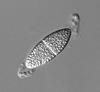 Pseudoproboscispora caudae-suis - Ascospore
