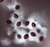 Lockerbia striata - additional image