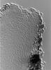 Pseudoproboscispora caudae-suis - Beak