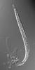 Ophioceras arcuatisporum - Ascus