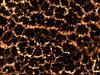 Cuspidatispora xiphiago - additional image