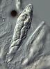 Cuspidatispora xiphiago - Ascus