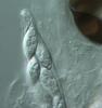Cuspidatispora xiphiago - additional image