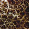 Lockerbia striata - additional image