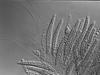 Ophioceras fusiforme - Hamathecium