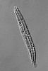 Ophioceras fusiforme - Ascus