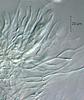 Lockerbia striata - additional image