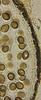 Lockerbia striata - Peridium