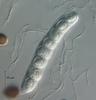 Lockerbia striata - additional image