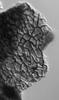 Ophioceras fusiforme - Peridium