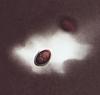 Lockerbia striata - additional image
