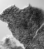Ophioceras fusiforme - additional image