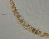 Physalospora limnetica - Peridium