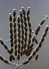 Submersisphaeria aquatica - Ascus