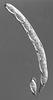 Pseudoproboscispora caudae-suis - Ascus