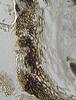 Pseudoproboscispora caudae-suis - Peridium