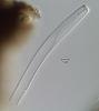 Pseudoproboscispora caudae-suis - additional image