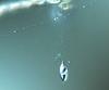 Pseudoproboscispora caudae-suis - additional image